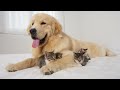 Golden Retriever Loves Kittens Like Mother Cat