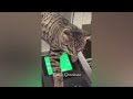 Funniest Animals 2023 😂 Funny Cats and Dogs Videos 😺🐶 Part 505