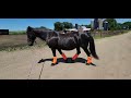6 10 2024 Nyobi Moriesian mare with new fly boots for the season