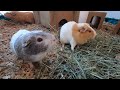 Happy guinea pig noises