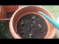 How to grow/transplant black chilli plants in Container Shoker Bagan UK 2024