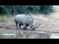 4K African Wildlife: Most Amazing Animal Encounters in Kwazulu-Natal With Real Sounds in 4K