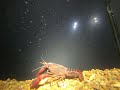 Hawaii Crayfish (Mini lobster)