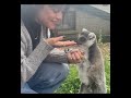 Jenna Ortega playing with cute animals she’s so sweet #jennaortega #jennaorteganews #jenna #shorts