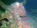 Giant Pacific Octopus, Flag Pole, Hood Canal