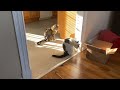 Kitten Annoys Brother For Sunny Spot