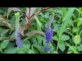 이 시기 정원 예쁜이들 꼬리풀 | 리아트리스 Riatris | 분홍바늘꽃 | The pretty in the garden at this time of year Speedwell