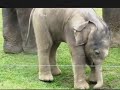 Baby Elephant Video