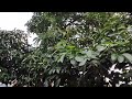 London Avocado tree loaded with fruit in January