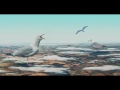 Largest birds in the world! - Photoshop CC Manipulation (HD)