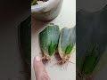 snake plant ko cutting se gro karne ka Sahi Tarika aur uski update video