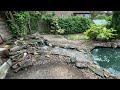 Pond revaming water feature and fencing