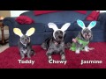 Dog Helps Easter Bunny!  EASTER | APRIL