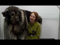 A MASSIVE Dog Breed I've Never Even Heard Of Before | Šarplaninac