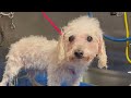 COMPLETE DOG GROOMING LESSON how to GROOM a DOG from START to FINISH