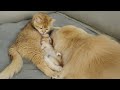 Adorable Pair: Golden Retriever Dad And Tiny Kitten Baby Bonding