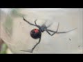 Playing with a Black Widow Spider