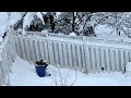 Flock of hungry birds waiting for food after snowstorm🐦🐤🦅🦜🕊🐥