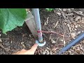 How to Build a Simple Garden Trellis