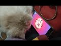 Best EverCute Cat Funny Video 2023😂 #8 try not to laugh 😂