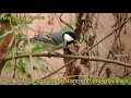 Small Beautiful Birds Among Their Natural Habitat.... ছোট্ট সুন্দর পাখিদের স্বাভাবিক বিচরণ