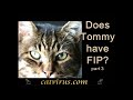 Feline Infectious Peritonitis: Veterinary Education Video: Tommy part 2