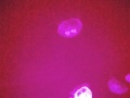 Kaleidoscopic Jellyfish!