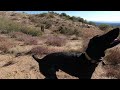 Deer Dog - Quail Hunt AZ