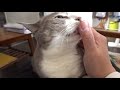 ねこじゃすりでこねくりまわされる猫 | #モアクリ Vlog033