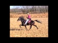 Rowdy Rawhide's Rock - 15.2 h Single-footing Stallion