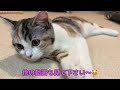【子猫動画】マッサージにハマったりんちゃんの表情が可愛い〜　スコりんチャンネル金曜日にお引越しします！　１９：４５〜　見て下さい