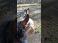 Moment of Zen outdoors with Thor pup & Charlie doggo