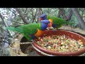 Parrots in Loro Park, Tenerife, Spain, May 2024