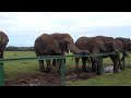 Knysna Elephants 10