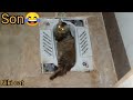 cats funny videos from Niki cat channel 😂🤣😃😄😅🤣😂😁😀🤣😀🤣😆🤣😆🤣😄😀😄😀😄😁😄