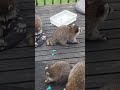 #raccoons #raccoon #viral #fyp #shorts #short #reels #reel #funny #nature #funnymoments #funnyracoon