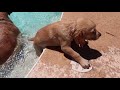 GOLDEN RETRIEVER PUPPY LEARNS TO SWIM!!