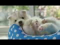 Dog Sleep Music for Dogs🐶 Soothing tunes for pets🐶💖Relaxation for my dog🎵Healingmate