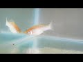 molly fish giving birth (HD) 2018