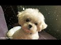 dog music for going out💖🐶 Sleep music, Separation Anxiety Music, Relax your dogs