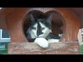 20240507 191555 cat in birdhouse