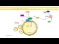 mTOR Signaling Pathway: Regulation by the Lysosome