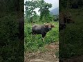 NATIVE CARABAO