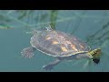 (13)Mit dem Tretboot im Kournas- See auf Schildkröten Suche