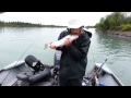 Kenai River silver salmon fishing.