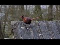 Fazanten / Pheasants (Park Schothorst)