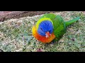 Stunning Australian Native Birds Explore My Yard: Cockatoos, Rainbow Lorikeets Cockatoos in Action!