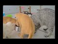 🐶 When Cats Are So Silly 😆 New Funny Animals 2024 🐱❤️