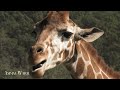 Animals Of Asia 8k - Wonderful Wildlife Movie With African Music