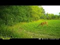 Fawn Having Fun, plus More Deer